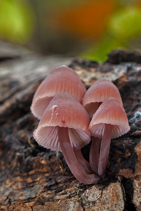 Funghi, mushroom, fungi, fungus, val d'Aveto, Nature photography, macrofotografia, fotografia naturalistica, close-up, mushrooms, val graveglia